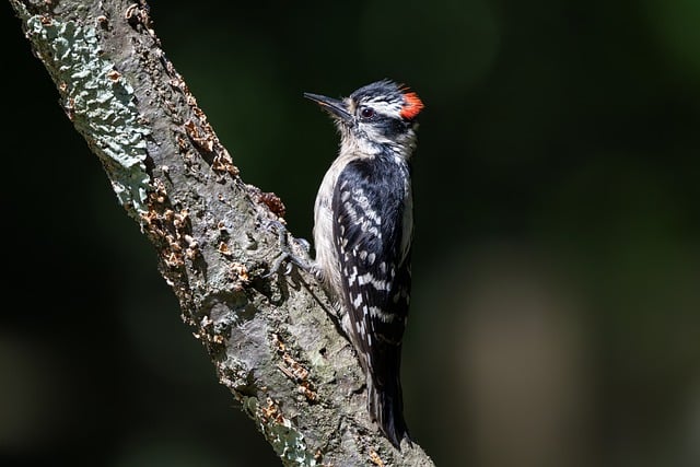 Free download woodpecker beak bird tree branch free picture to be edited with GIMP free online image editor