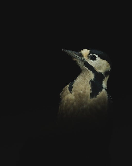 Free download woodpecker bird animal nature free picture to be edited with GIMP free online image editor