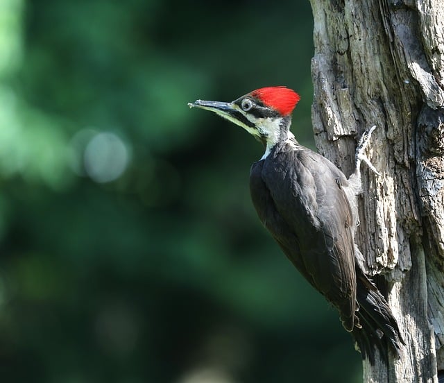 Free download woodpecker bird animals wildlife free picture to be edited with GIMP free online image editor