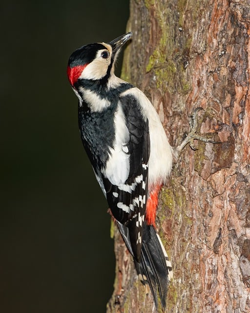 Free download woodpecker bird fauna fall tree free picture to be edited with GIMP free online image editor