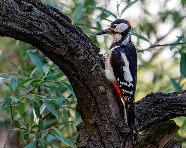 Free download woodpecker bird nature forest bird free picture to be edited with GIMP free online image editor