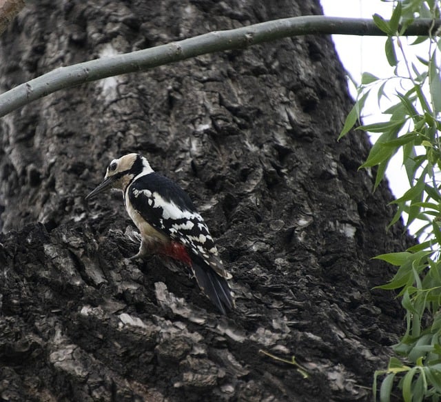 Free download woodpecker bird perched feathers free picture to be edited with GIMP free online image editor
