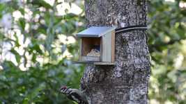 Free download Woodpecker Bird Plumage -  free video to be edited with OpenShot online video editor