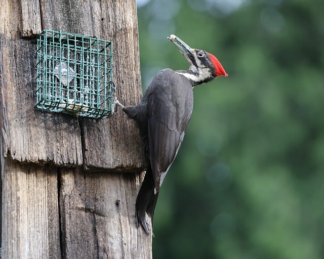 Free download woodpecker bird wildlife beak free picture to be edited with GIMP free online image editor