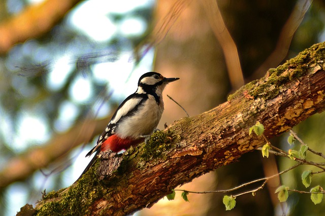 Free download woodpecker bird winged animal free picture to be edited with GIMP free online image editor