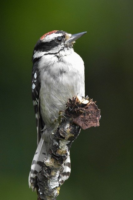 Free download Woodpecker Downy Medium -  free photo or picture to be edited with GIMP online image editor