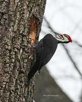 Free download Woodpecker free photo or picture to be edited with GIMP online image editor