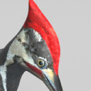 Woodpecker Ku  screen for extension Chrome web store in OffiDocs Chromium