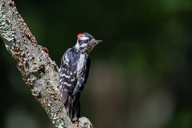 Free download woodpecker looking feathers downy free picture to be edited with GIMP free online image editor