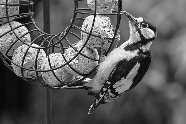 Free download woodpecker nature bird free picture to be edited with GIMP free online image editor