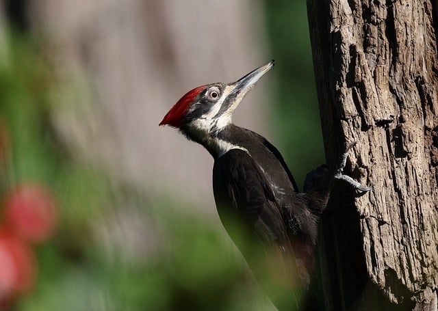 Free download woodpecker nature bird spring free picture to be edited with GIMP free online image editor