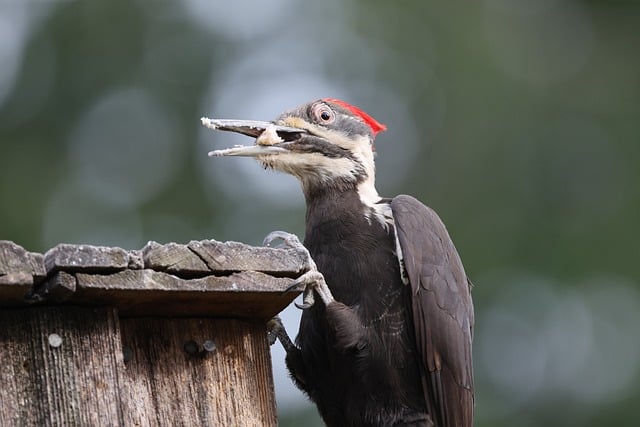 Free download woodpecker pileated bird wildlife free picture to be edited with GIMP free online image editor