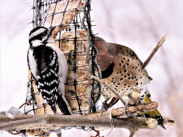 Kostenloser Download Woodpeckers Flicker Woodpecker - kostenloses Foto oder Bild zur Bearbeitung mit GIMP Online-Bildbearbeitung