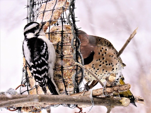 Free download Woodpeckers Flicker Woodpecker -  free photo or picture to be edited with GIMP online image editor
