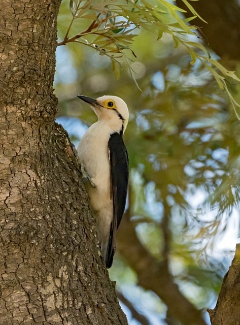 Free download woodpecker white woodpecker tree free picture to be edited with GIMP free online image editor