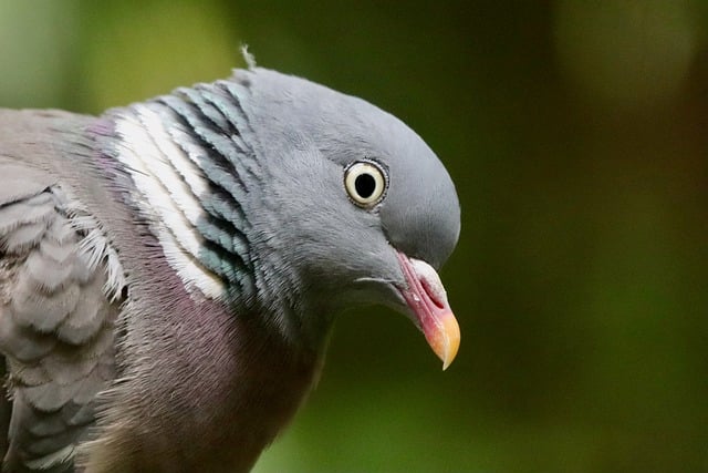 Free download wood pigeon bird beak plumage view free picture to be edited with GIMP free online image editor