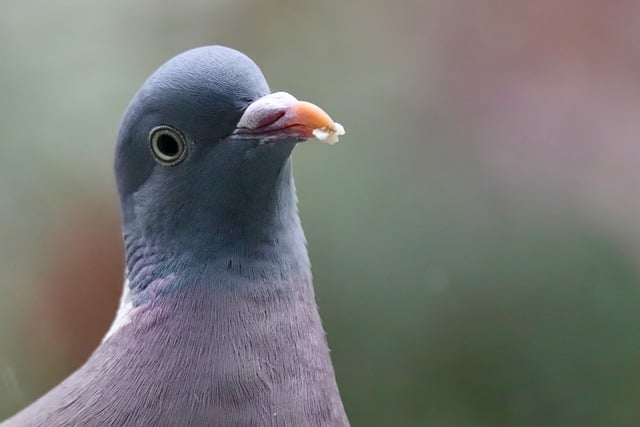 GIMP ücretsiz çevrimiçi resim düzenleyiciyle düzenlenecek ücretsiz indir tahtalı güvercin güvercin kuşu ücretsiz resmi