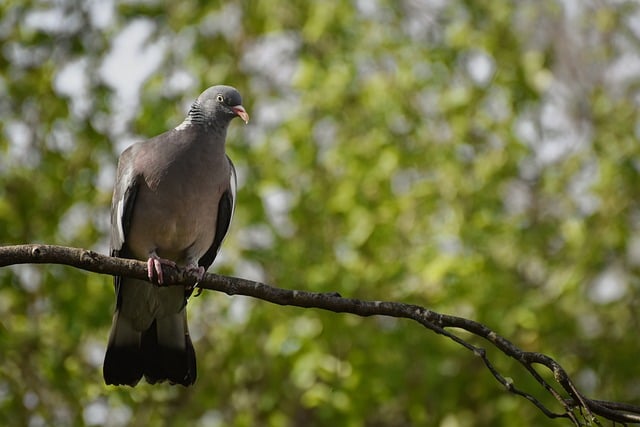 Free download wood pigeon nature bird dove free picture to be edited with GIMP free online image editor