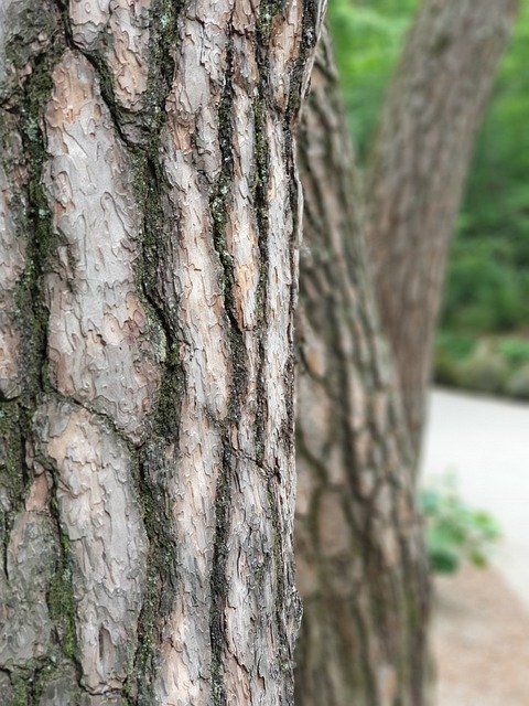 Téléchargement gratuit de Wood Plants Nature - photo ou image gratuite à éditer avec l'éditeur d'images en ligne GIMP
