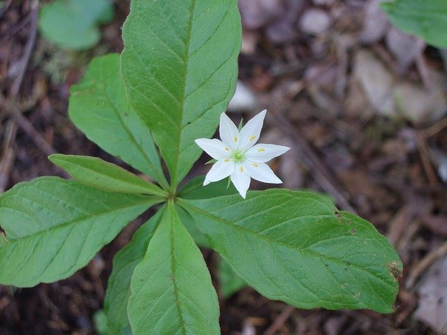 Free download Woods Flower Spring -  free photo or picture to be edited with GIMP online image editor
