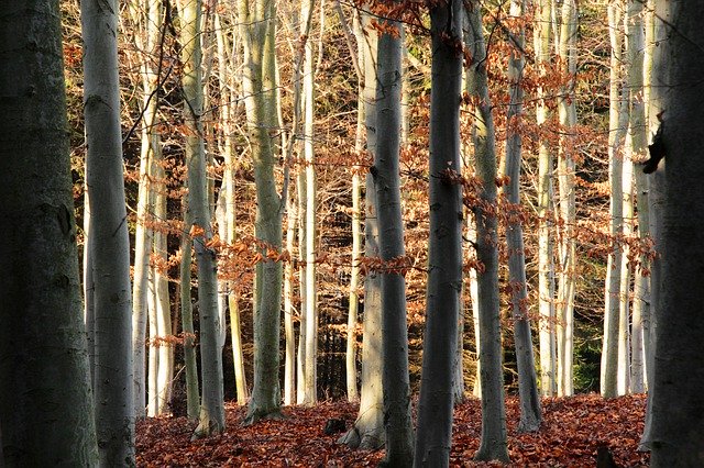 Unduh gratis Woods Forest Beech - foto atau gambar gratis untuk diedit dengan editor gambar online GIMP