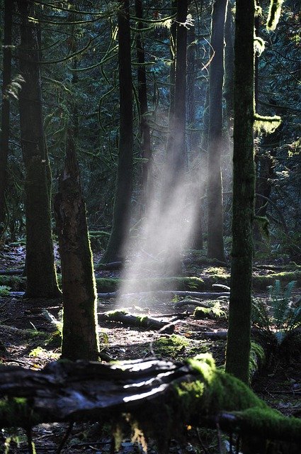 Template Photo Woods Forest Sunrays -  for OffiDocs