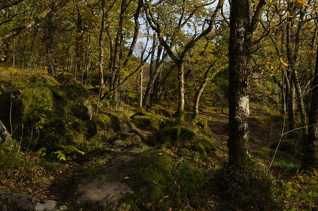 Gratis download Woods Forrest Nature - gratis foto of afbeelding om te bewerken met GIMP online afbeeldingseditor