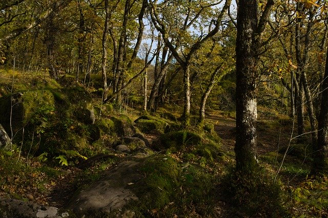 無料ダウンロードWoodsForrestNature-GIMPオンライン画像エディタで編集できる無料の写真または画像