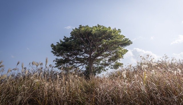 Téléchargement gratuit Bois Argent Herbe Automne - photo ou image gratuite à modifier avec l'éditeur d'images en ligne GIMP