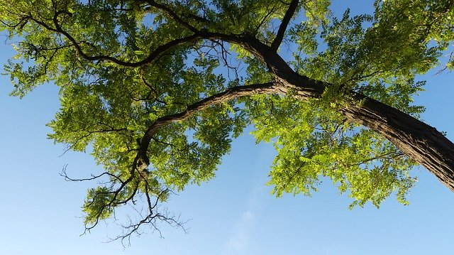 বিনামূল্যে ডাউনলোড করুন Wood Sky Foliage - বিনামূল্যে ছবি বা ছবি GIMP অনলাইন ইমেজ এডিটর দিয়ে সম্পাদনা করা হবে