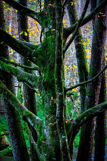 Free download woods nature moss forest autumn free picture to be edited with GIMP free online image editor