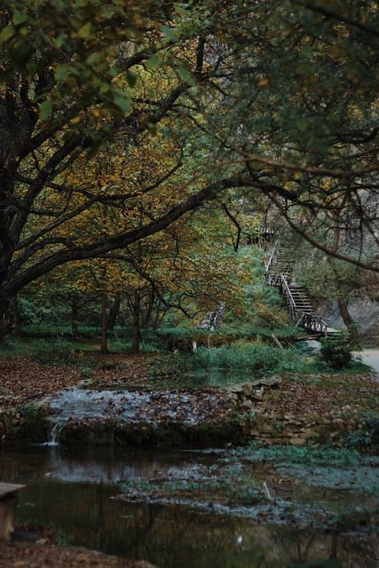 বিনামূল্যে ডাউনলোড করুন Woods Trees Outdoors ভ্রমণ বিনামূল্যে ছবি GIMP বিনামূল্যে অনলাইন ইমেজ এডিটর দিয়ে সম্পাদনা করা হবে