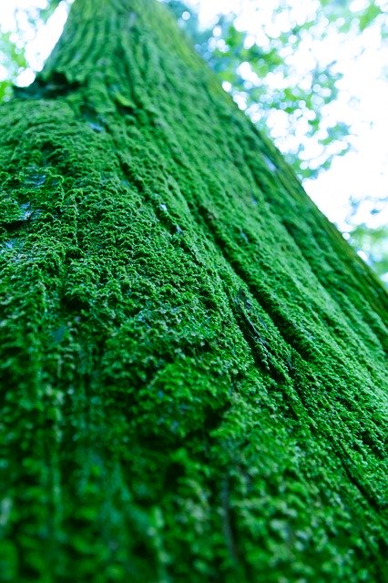 Descarga gratuita Woods Wood Natural: foto o imagen gratuita para editar con el editor de imágenes en línea GIMP