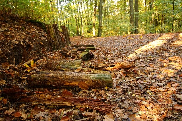 Безкоштовно завантажте Woods Wood Poland - безкоштовну фотографію чи зображення для редагування за допомогою онлайн-редактора зображень GIMP