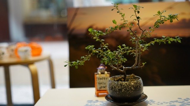 Free download Wood Table Bonsai -  free photo or picture to be edited with GIMP online image editor