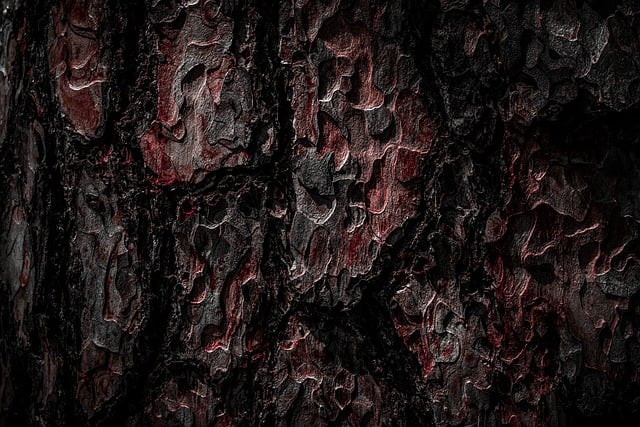 Free download wood texture tree forest nature free picture to be edited with GIMP free online image editor