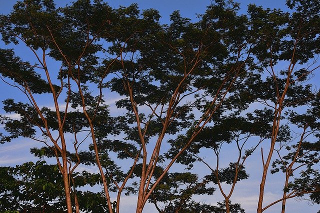 Unduh gratis Wood Tree Canopy Treetop - foto atau gambar gratis untuk diedit dengan editor gambar online GIMP