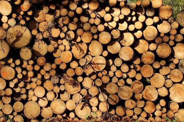 Gratis download Wood Tree Forest - gratis foto of afbeelding om te bewerken met GIMP online afbeeldingseditor