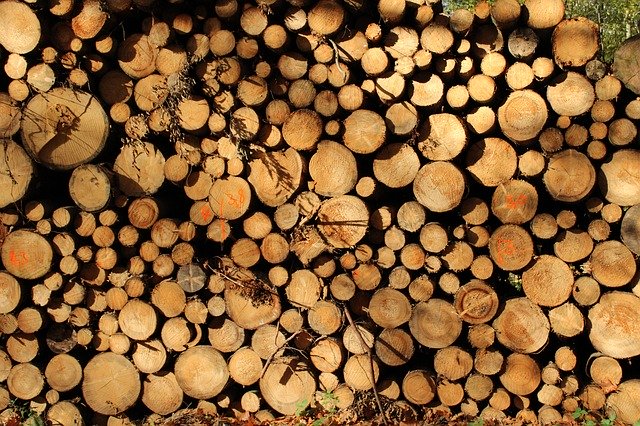 Free download Wood Tree Forest -  free photo or picture to be edited with GIMP online image editor