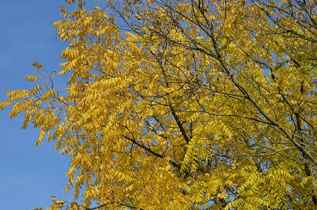 Download gratuito Wood Trees Autumn - foto o immagine gratuita da modificare con l'editor di immagini online di GIMP