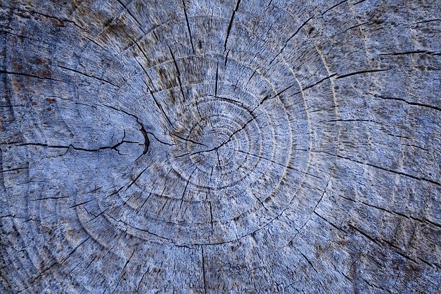 Free download Wood Tree Stump -  free photo or picture to be edited with GIMP online image editor