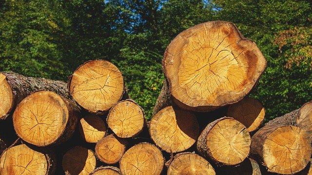 Скачать бесплатно Wood Tree Trunks Nature - бесплатное фото или изображение для редактирования с помощью онлайн-редактора изображений GIMP