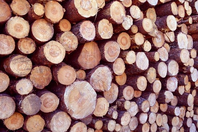 Descărcare gratuită Wood Trunk Forest - fotografie sau imagini gratuite pentru a fi editate cu editorul de imagini online GIMP