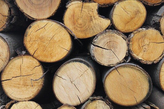 Free download Wood Trunk Nature -  free photo or picture to be edited with GIMP online image editor