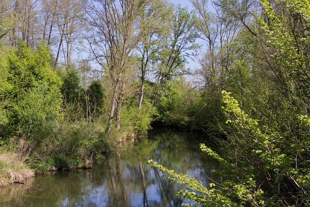 Безкоштовно завантажте Wood Woods Woodland — безкоштовну фотографію чи зображення для редагування за допомогою онлайн-редактора зображень GIMP