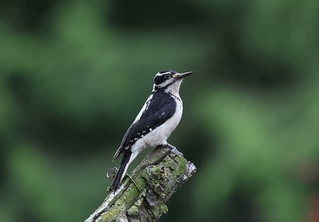 Free download woody woodpecker woodpecker nature free picture to be edited with GIMP free online image editor