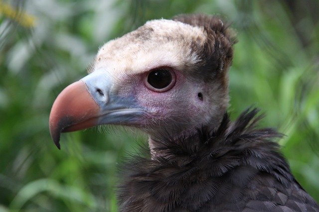 Free picture Wool Head Vulture -  to be edited by GIMP free image editor by OffiDocs