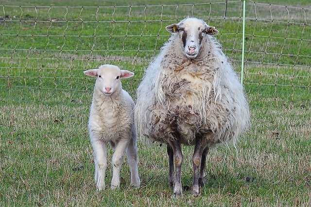 Скачать бесплатно Wool Sheep Lamb - бесплатное фото или картинку для редактирования с помощью онлайн-редактора GIMP