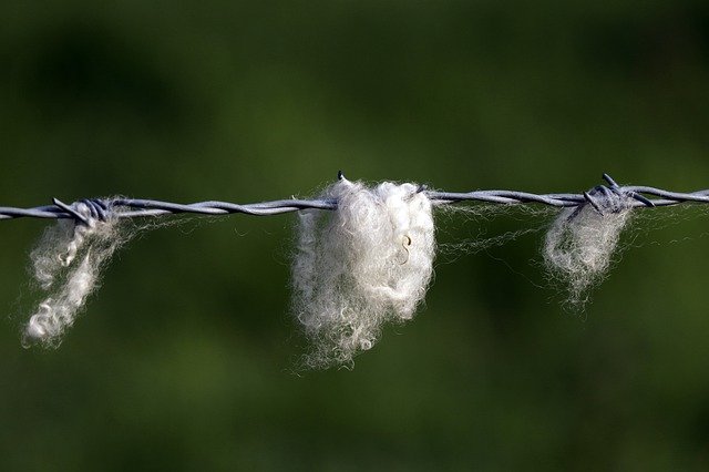 Free download Wool Sheep Livestock -  free photo or picture to be edited with GIMP online image editor