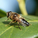 Worker bee  screen for extension Chrome web store in OffiDocs Chromium